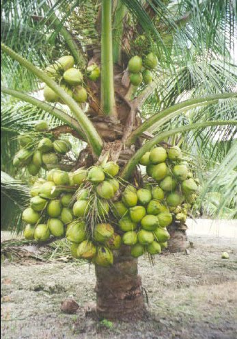 gambar pokok kelapa