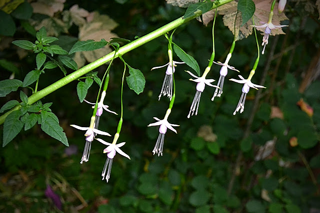 Powell River Garden Club Articles From The Bc Council Of Garden