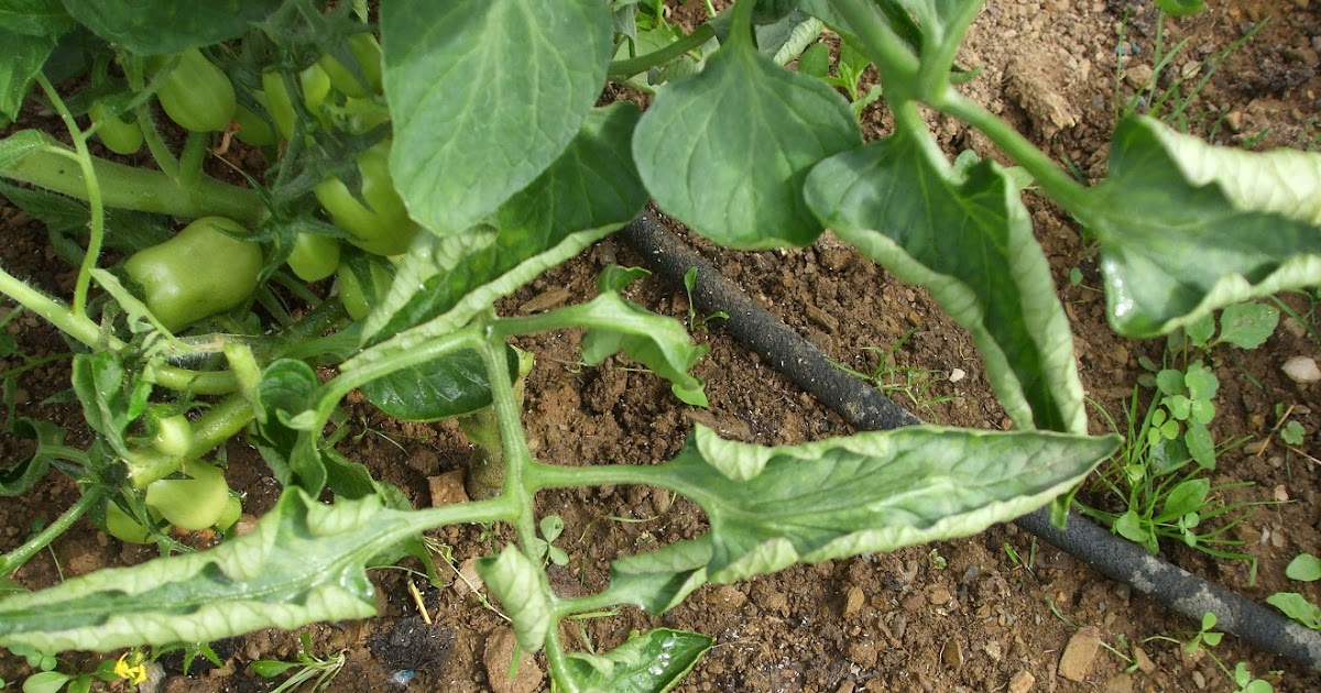 Mr Tomato King Let your tomato plants do the talking
