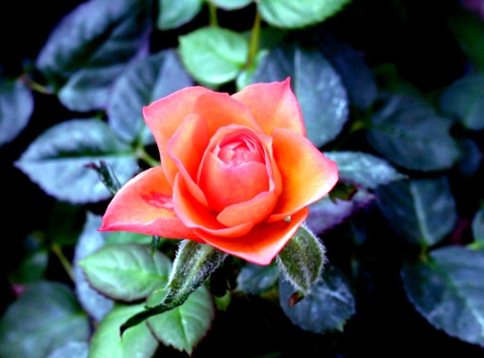 » rose » rose