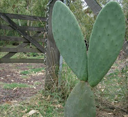 cactus aconejado...