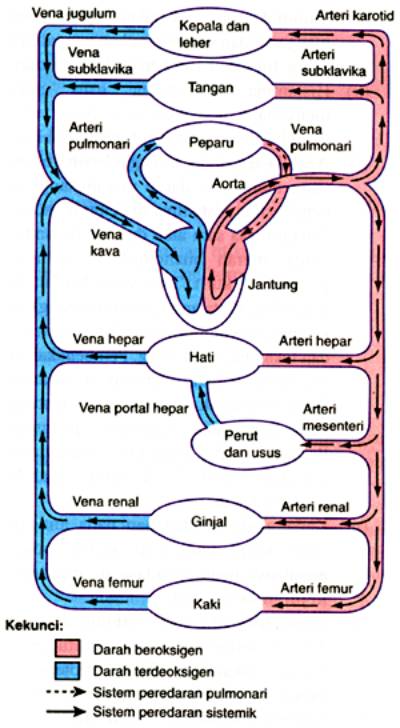 Muhammad Vioza Firdaus Akbar Peredaran Darah Pada Manusia