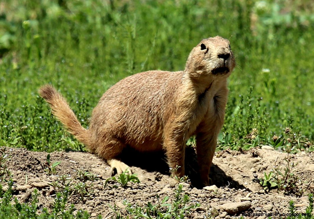 Prairie Dog Prairie Dog