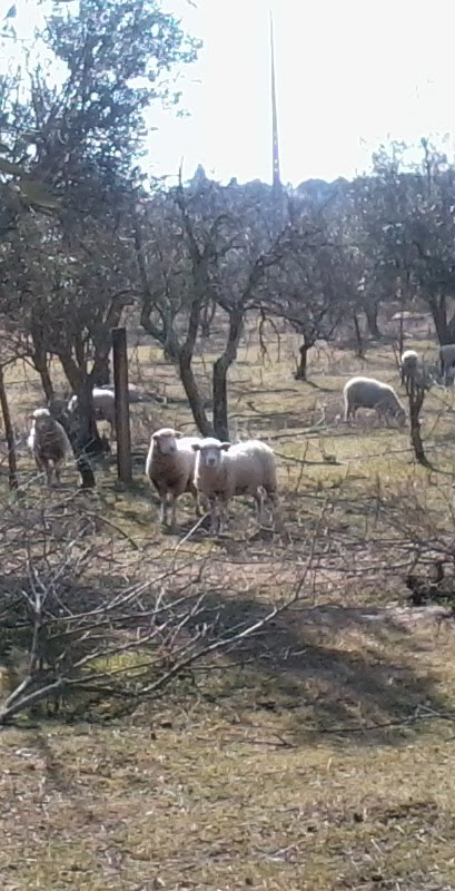 Ovelhas no campo (mar12)