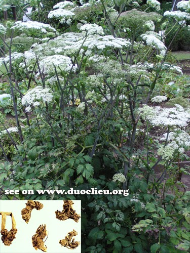 Buy Ligusticum Sinense Seeds Plant RHIZOMA LIGUSTICI For Gao Ben Buy Ligusticum Sinense Seeds Plant RHIZOMA LIGUSTICI For Gao Ben