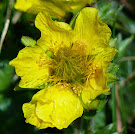 http://wild-flowers-of-europe.blogspot.nl/2014/09/geum-montanum.html