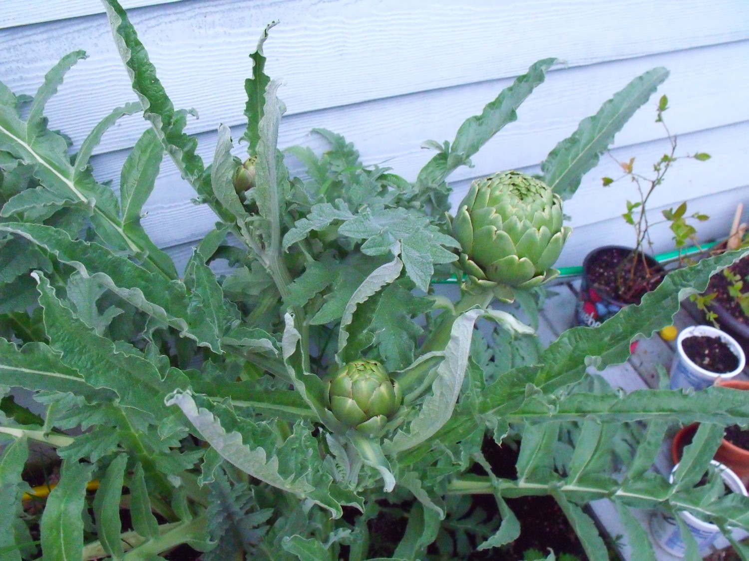 Clever, Crafty, Cookin� Mama Artichokes The bestest