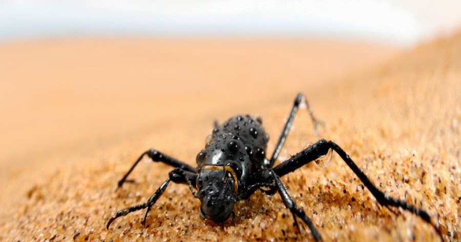 Entomologando Stenocara gracilipes