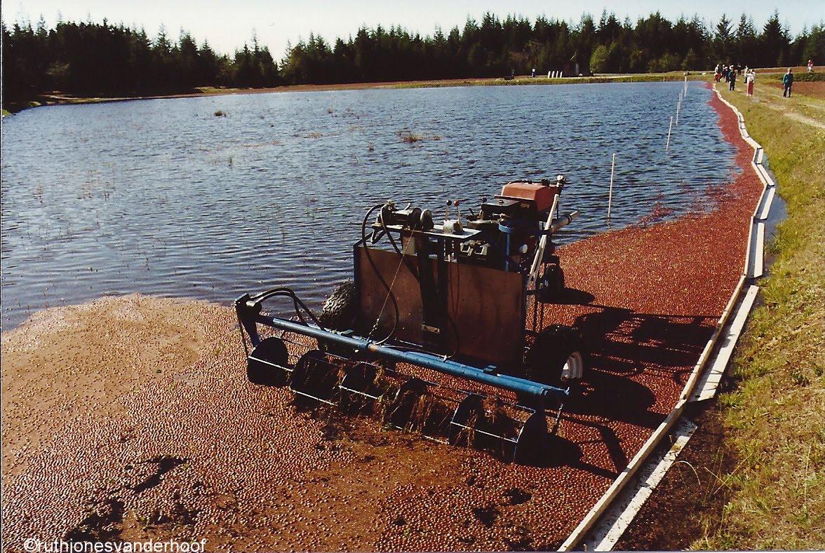 Photos Taken by Ruth Jones Vanderhoof. (My Mother) Cranberry Bogs