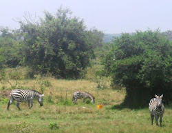zebra by the road