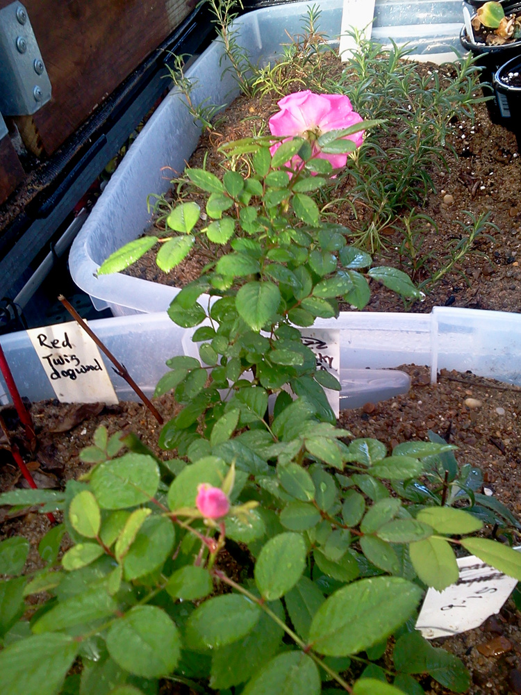 My Gardening Notes How To Propagate Roses From Cuttings