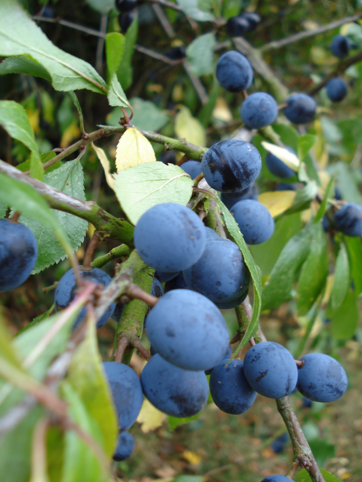 Pot, Plant, Pray: Sloe Gin