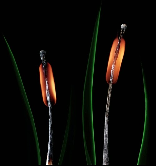22-Match-Plants-Flame-Russian-Photographer-Illustrator-Stanislav-Aristov-PolTergejst-www-designstack-co