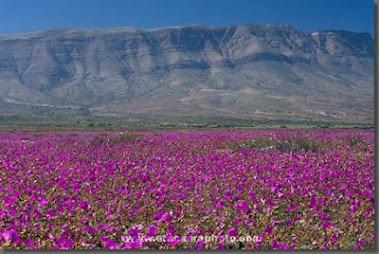 Desierto Florido