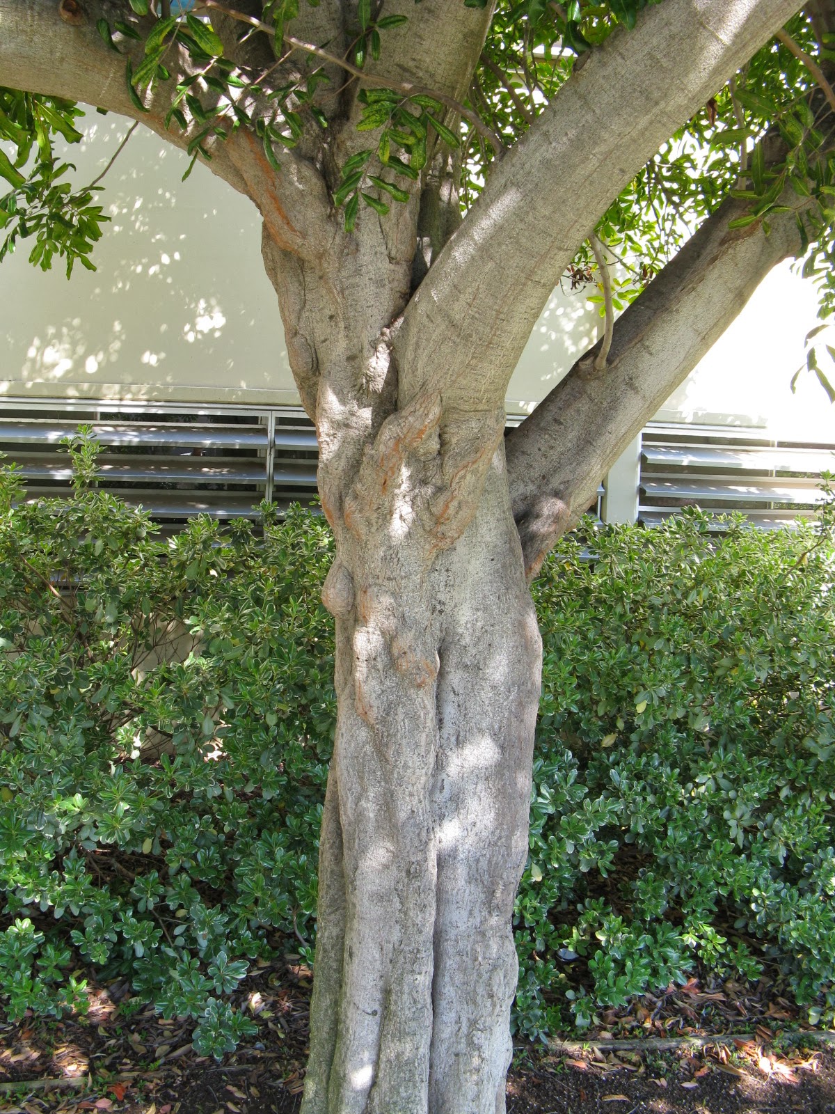 Trees of Santa Cruz County Cupaniopsis anacardioides Carrotwood tree