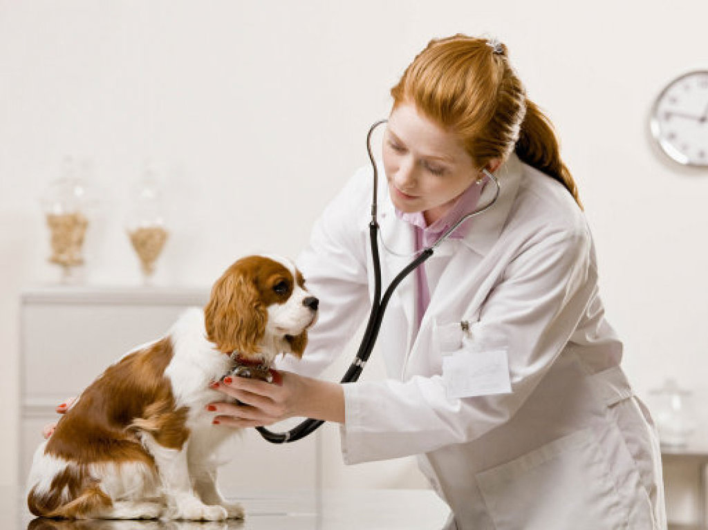 profesiones veterinaria