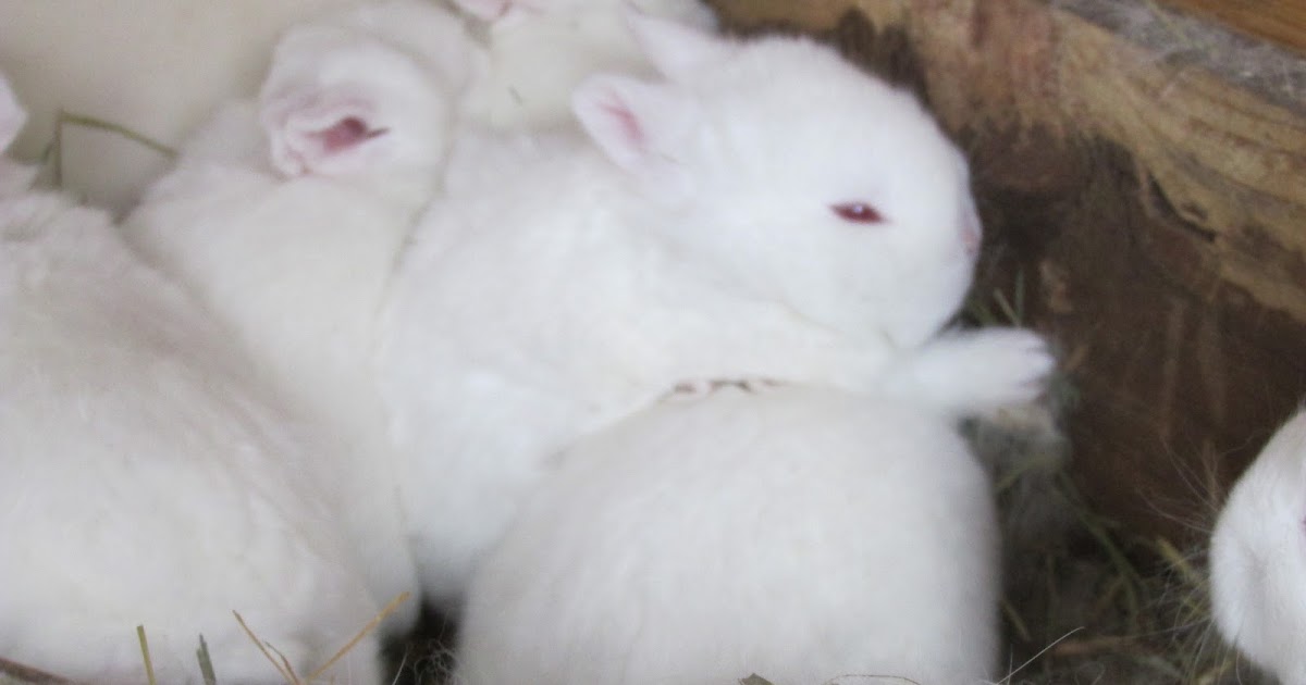 Mills Hobby Farm: Baby Bunnies born
