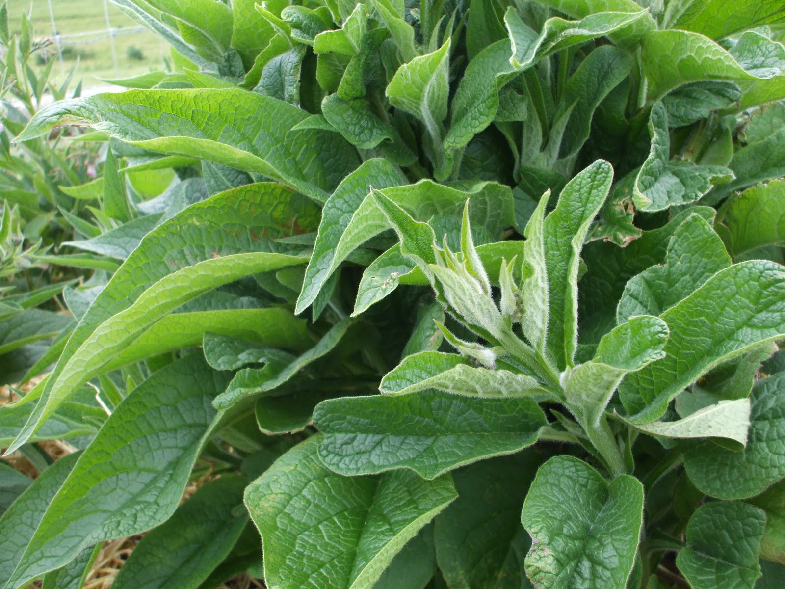 Oak House Permaculture Comfrey Tea