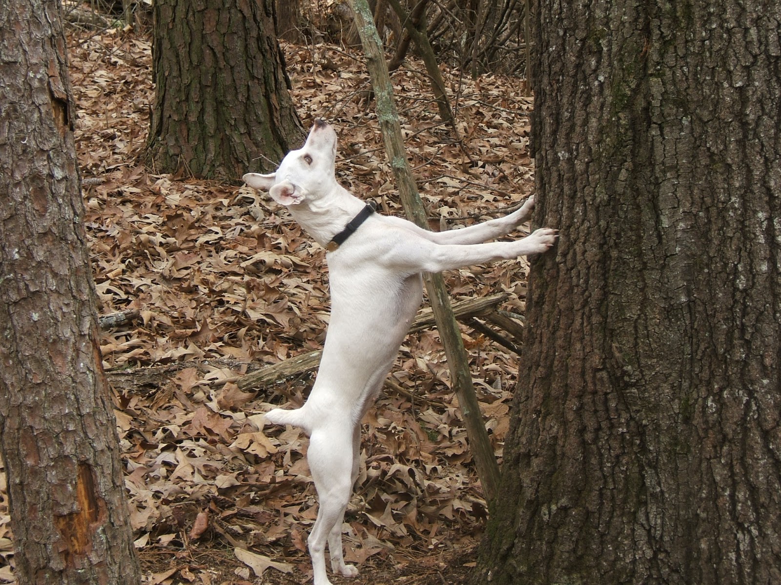 Galla FeistSquirrel Dog Hunting Photo Gallery Dennis Goins' Molly