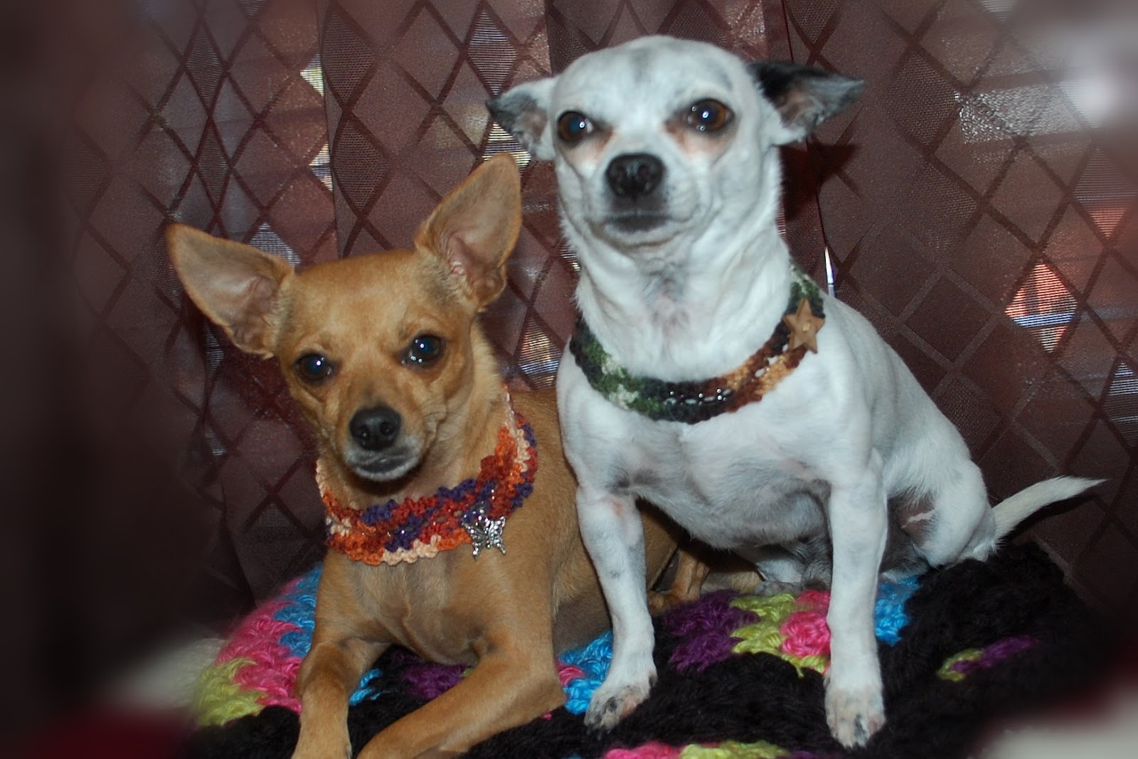Posh Pooch Designs Dog Clothes: Metal Chain Crochet Dog Collar