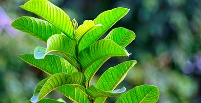 manfaat daun jambu biji untuk jerawat,jambu biji untuk wajah,biji untuk diare,demam berdarah,biji untuk kesehatan,biji untuk kulit,biji untuk kecantikan, manfaat daun jambu biji untuk jerawat,jambu biji untuk wajah,biji untuk diare,demam berdarah,biji untuk kesehatan,biji untuk kulit,biji untuk kecantikan,