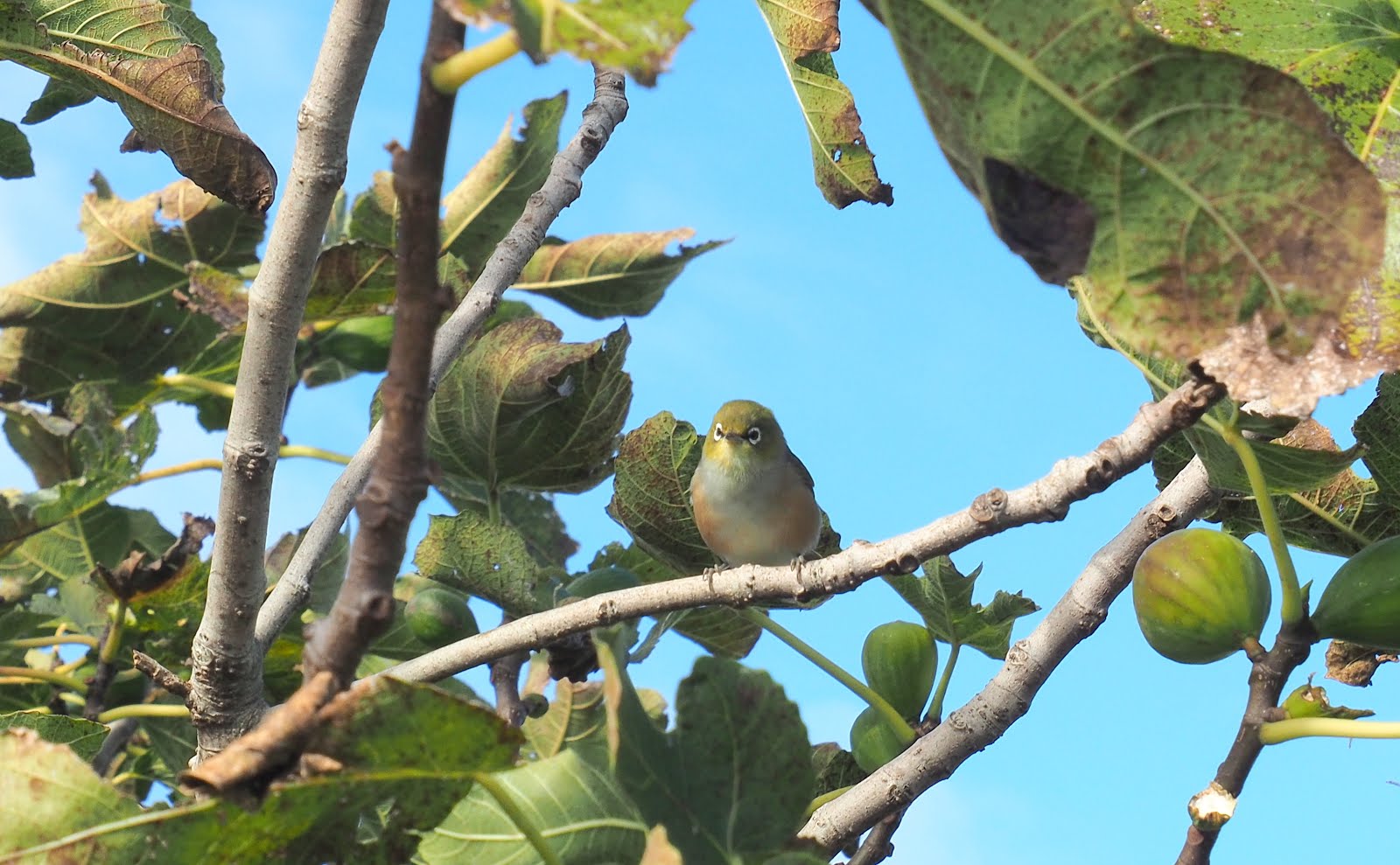 Silvereye in the fig tree