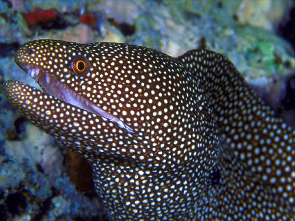 Belut Moray Sebenarnya Adalah Kumpulan Banyak Daro Famili Belut Moray Sebenarnya Adalah Kumpulan Banyak Daro Famili