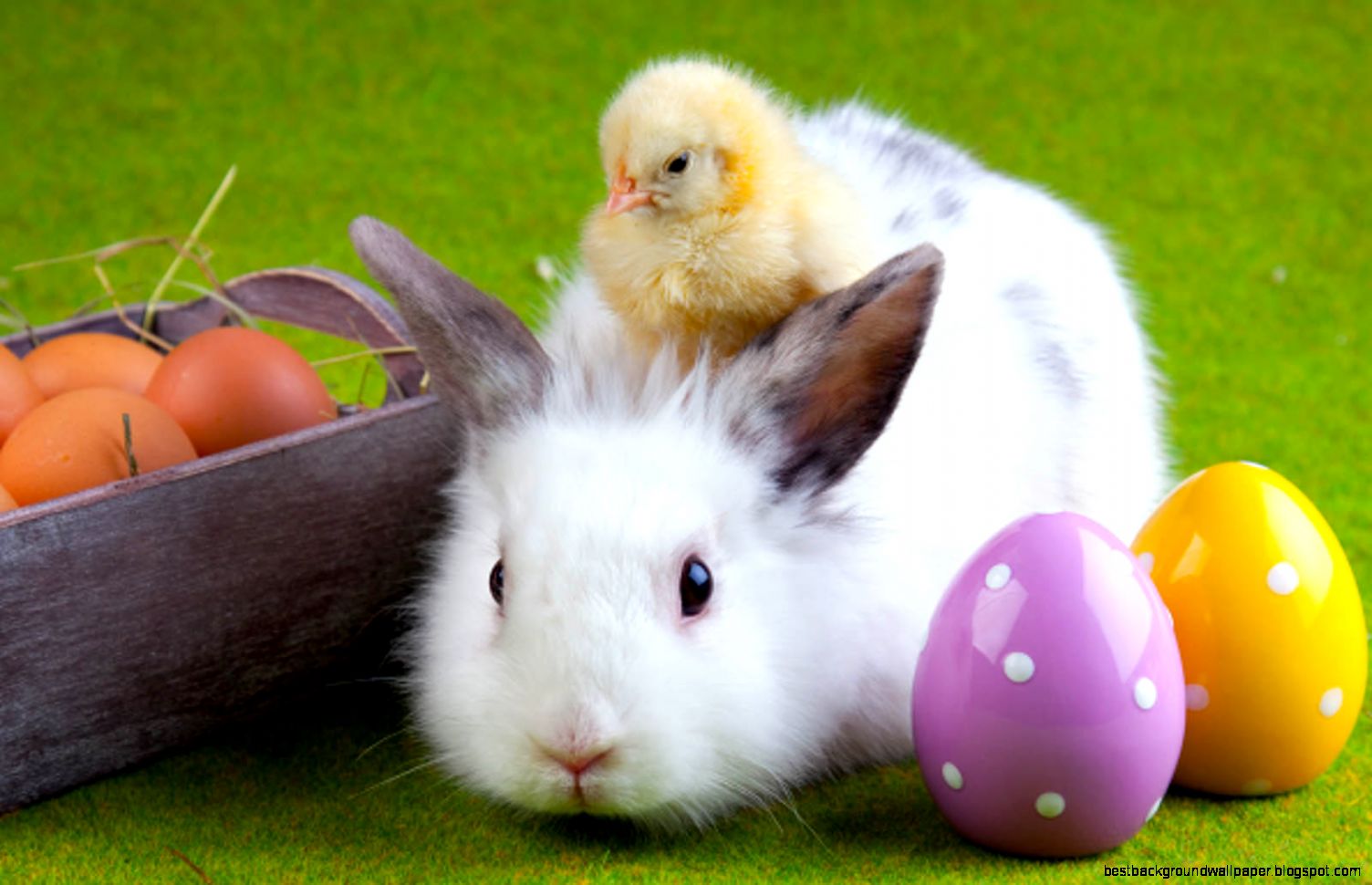 Easter bunny with chick wallpaper Easter bunny with chick wallpaper