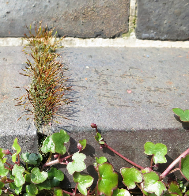 Wall Screw-moss (Tortula muralis) growing in a crack between bricks on ledge on a building