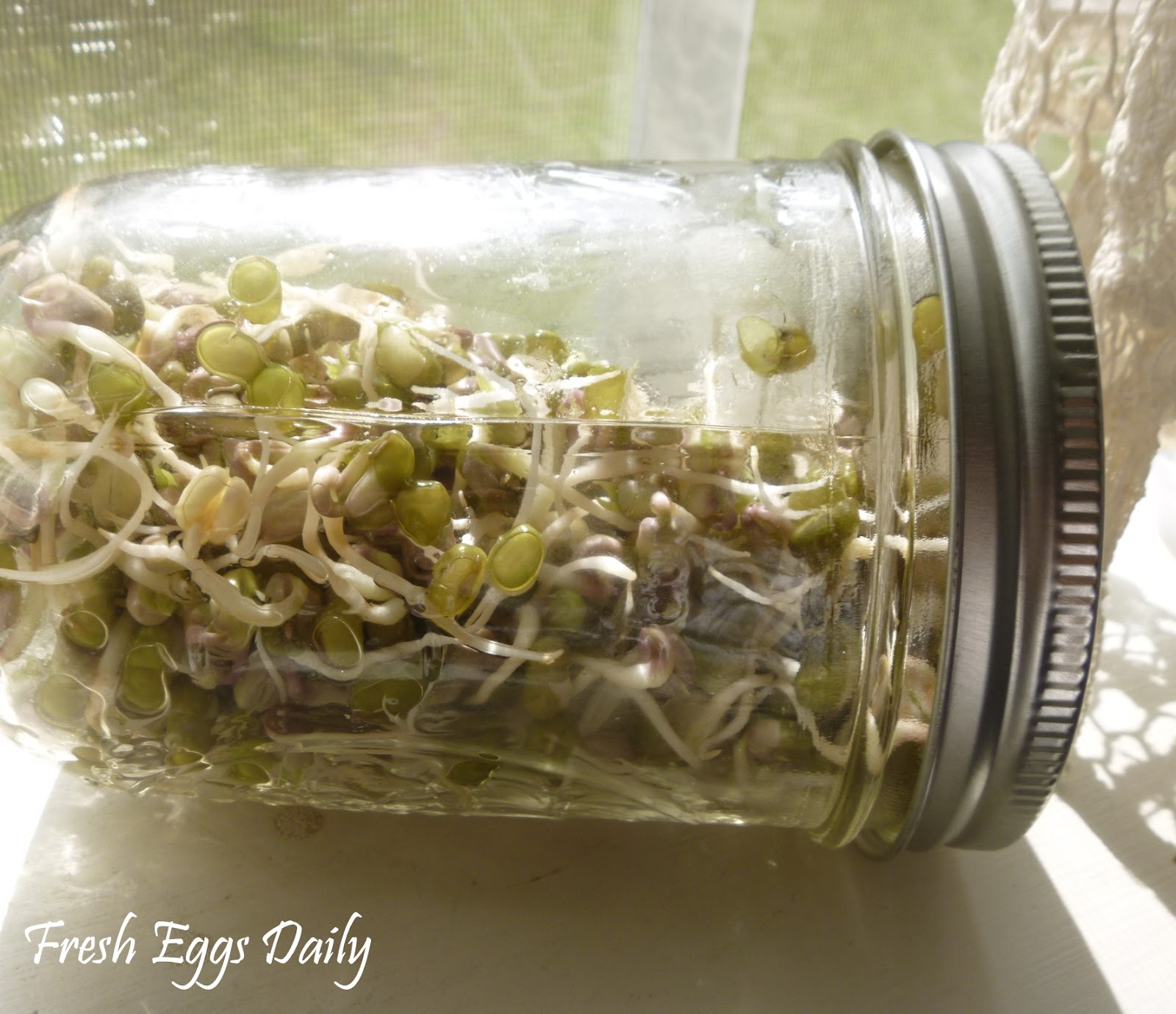 Growing Sprouting Seeds for your Chickens Fresh Eggs Daily®