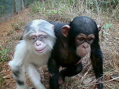 albino chimpanzee albino chimpanzee