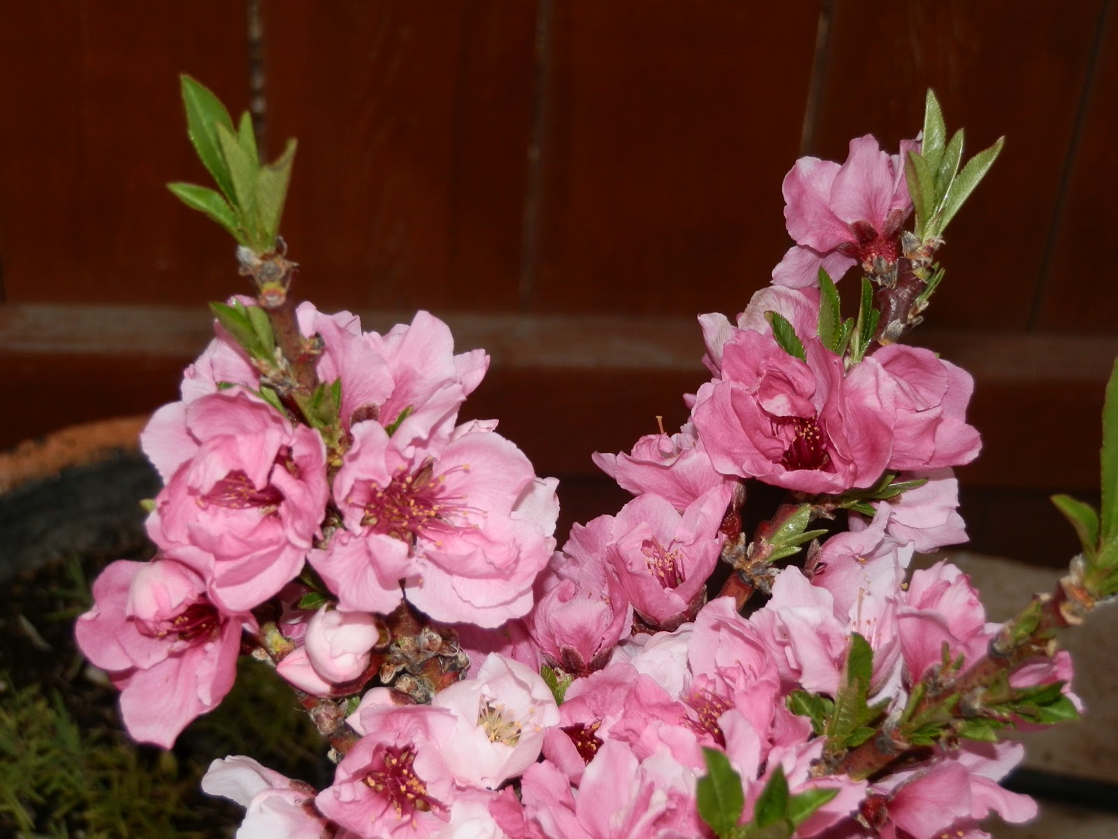 GG's Creative Corner Our Baby Peach Tree Is Beautiful!