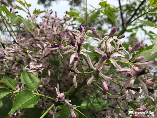 櫻花謝後,浪漫的紫色苦楝花就要登場了! 櫻花謝後,浪漫的紫色苦楝花就要登場了!