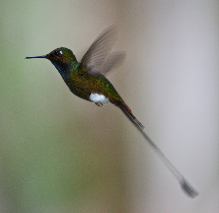 Booted Rackettail