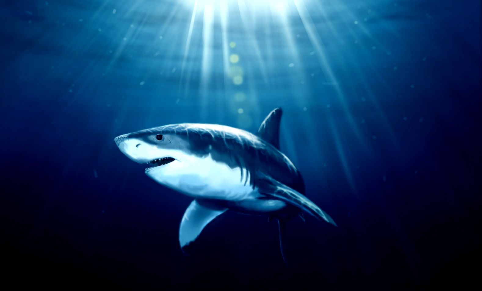 Kenny The Shark 1 NoFatCreative Kenny The Shark 1 NoFatCreative