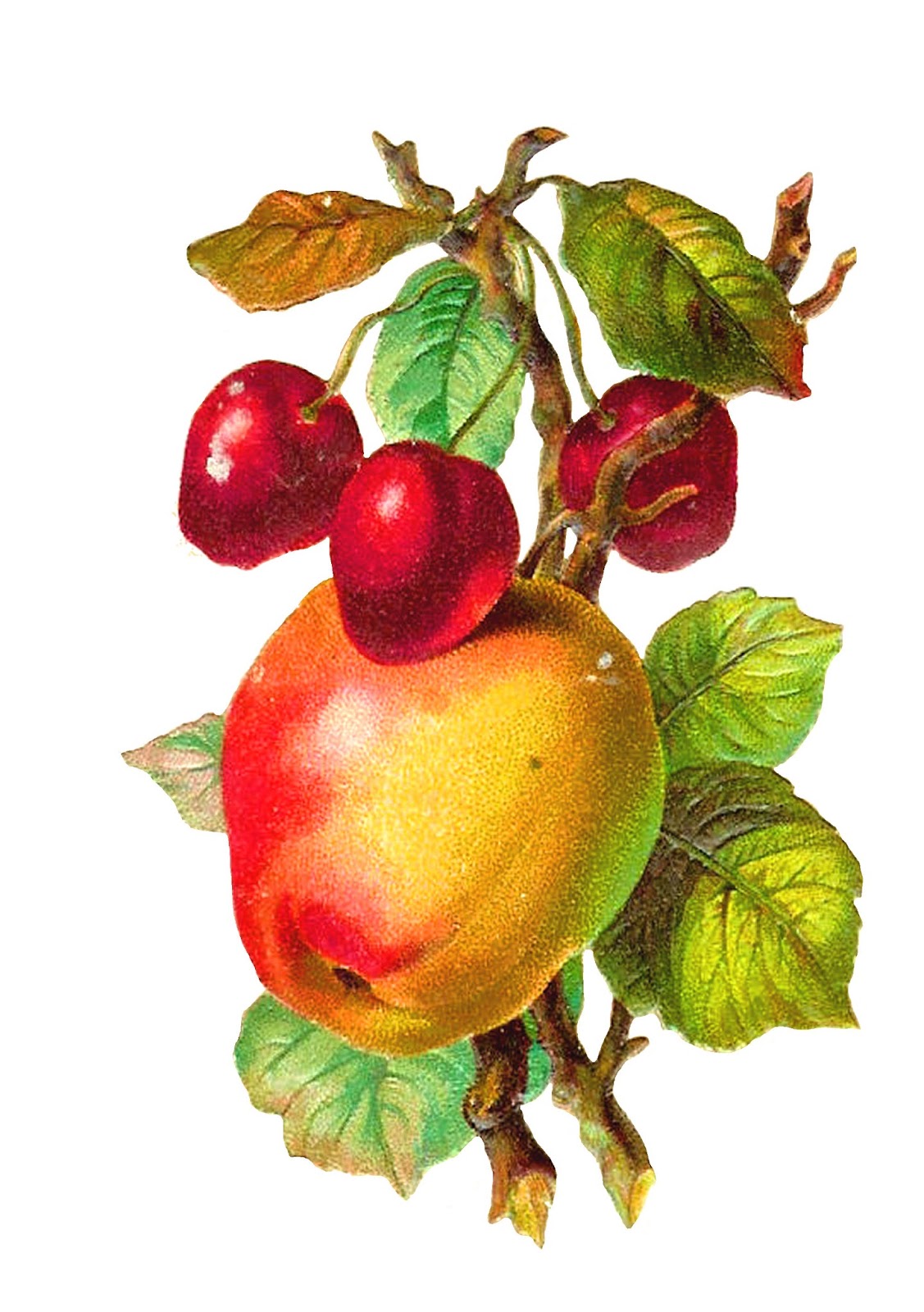 Antique Images Free Fruit Clip Art Braeburn Apple and Cherry Clip Art