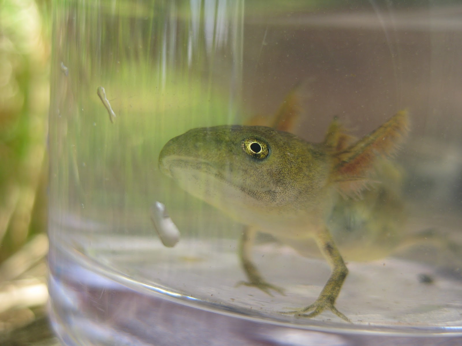 Amphibians breathe with gill