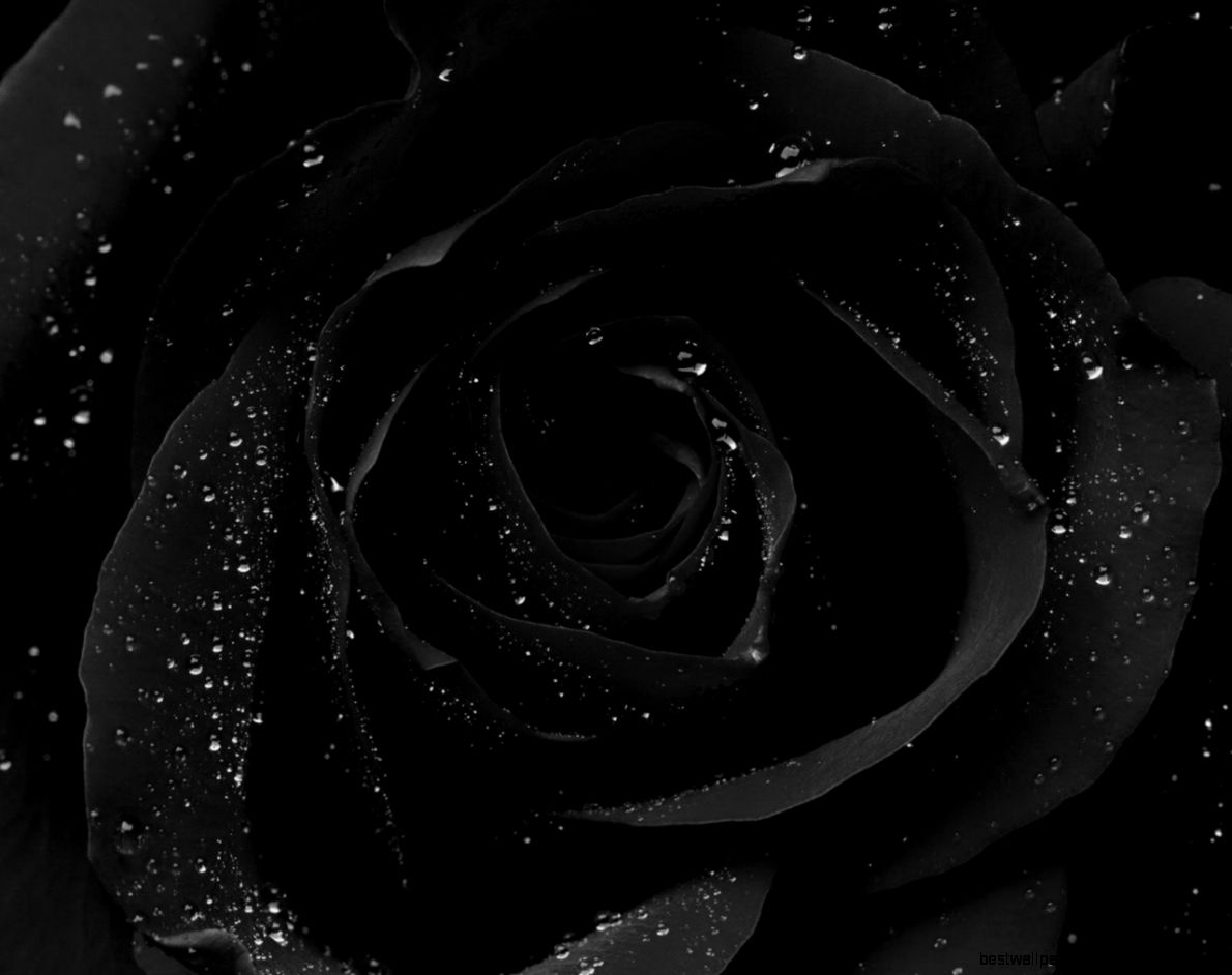 Black Roses Perfume Oil 5 ml Dark Rose Black Oud by Alkemia Black Roses Perfume Oil 5 ml Dark Rose Black Oud by Alkemia