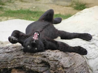 Funny Panther