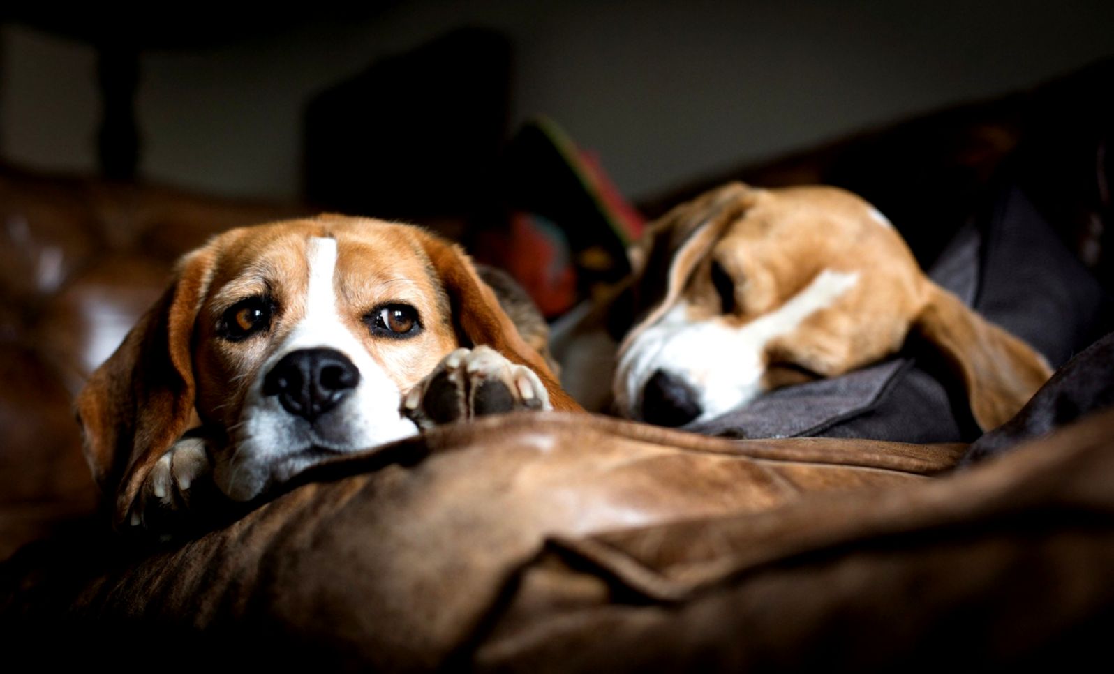 Beagle Wallpaper 5716 1920 x 1200 Beagle Wallpaper 5716 1920 x 1200