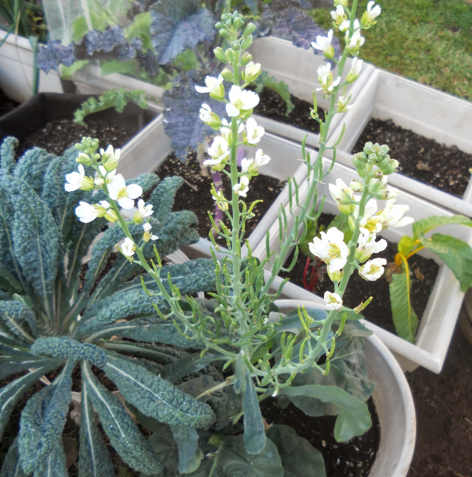 A Kitchen Garden in Kihei Maui A Few Heirloom Asian Greens