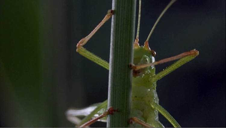 Microcosmos: The Invisible World of Insects by Claude