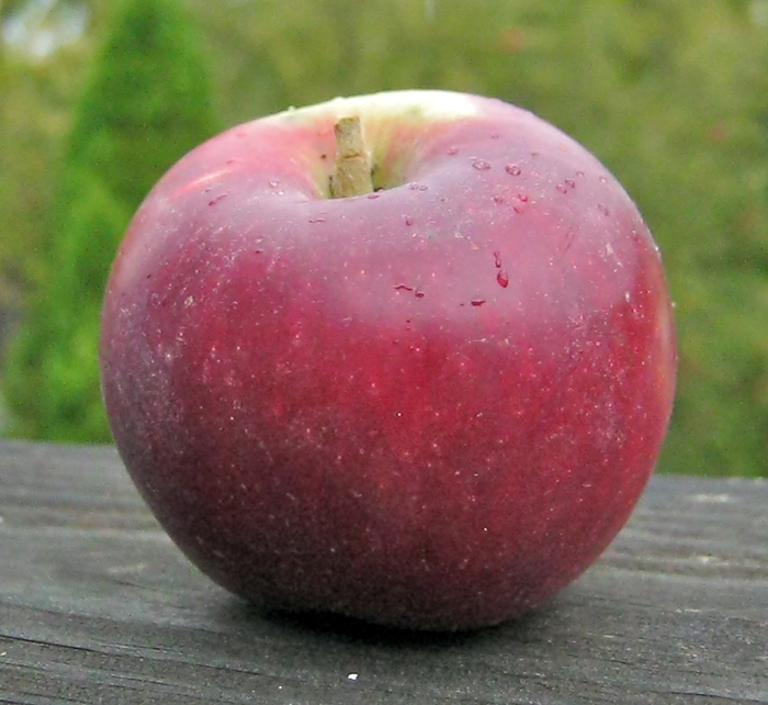 Adam's Apples King David