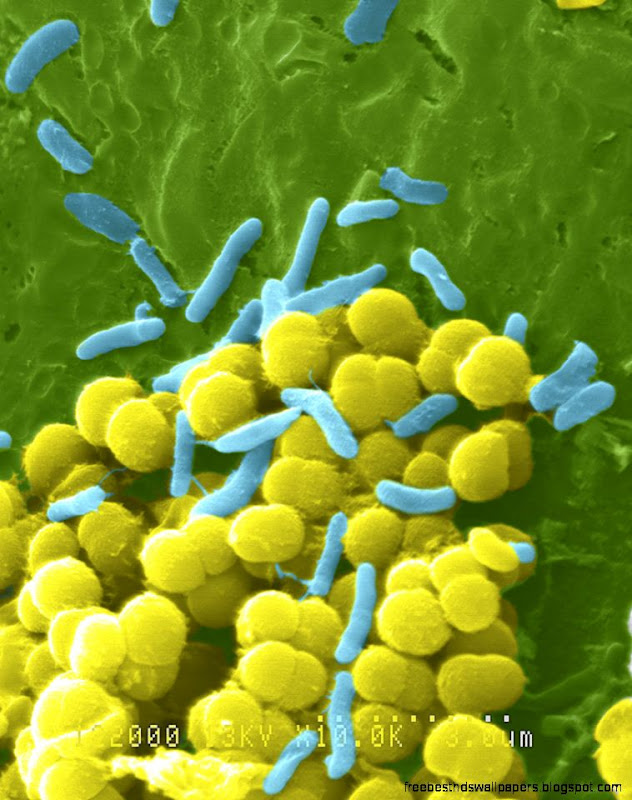 Bacteria National Library of Medicine PubMed Health Bacteria National Library of Medicine PubMed Health