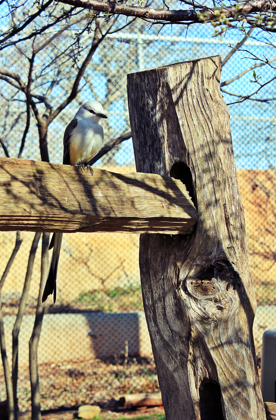 Photos From The Middle of Oklahoma A Trip to the Okc Zoo