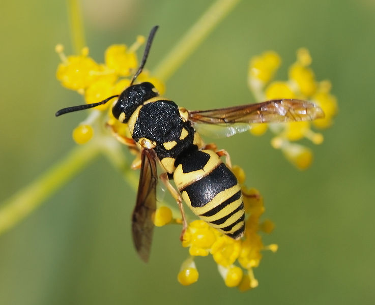 Springfield Plateau Potter Wasp