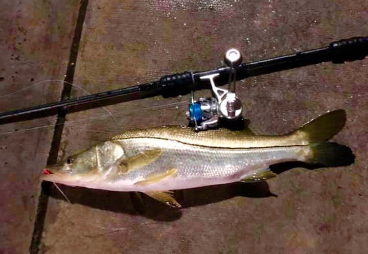 juno bait and tackle