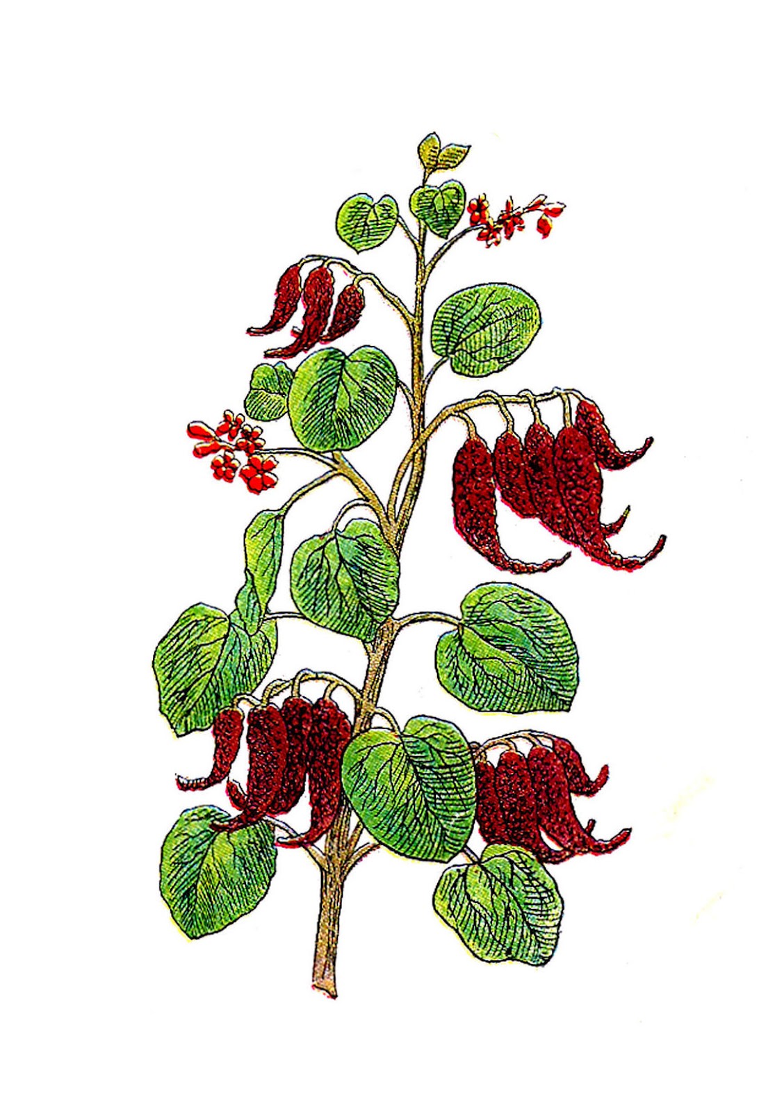 Antique Images Free Vintage Botanical Graphic Vintage