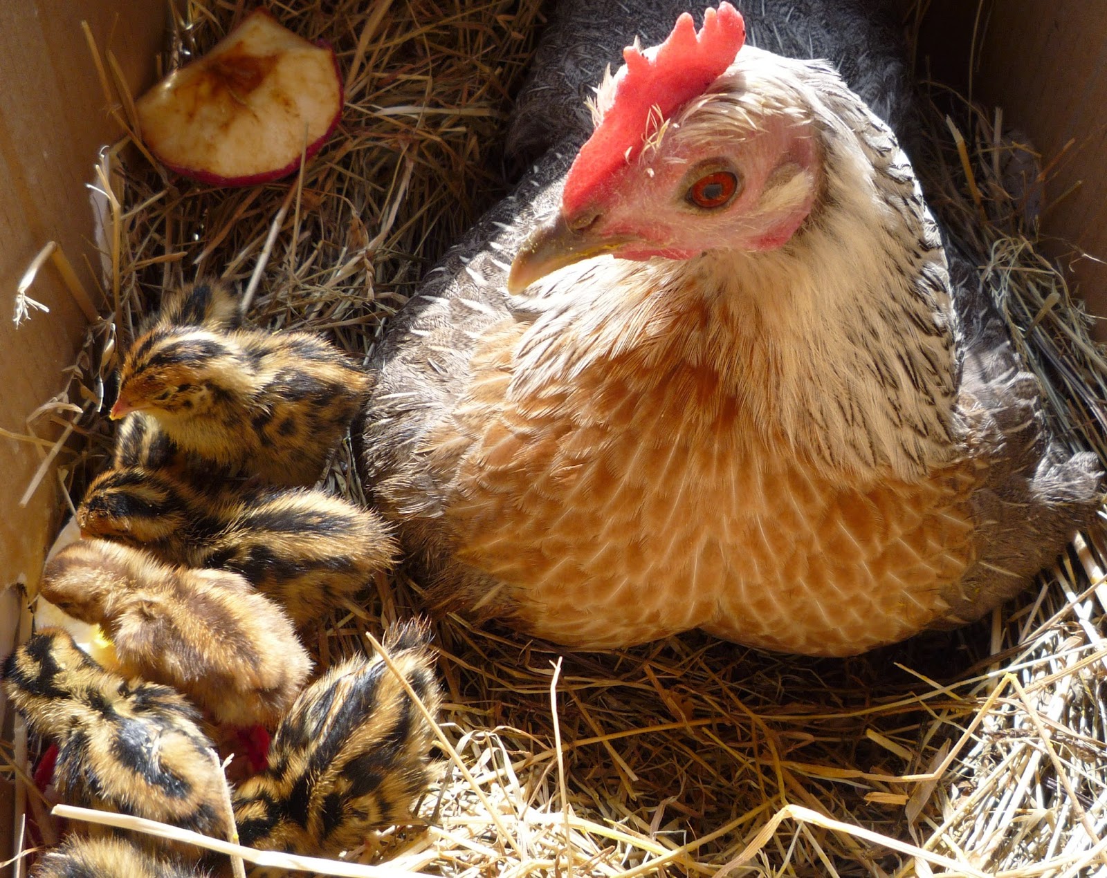 Hen teaches quail chicks to forage and how we freerange them. Hatching