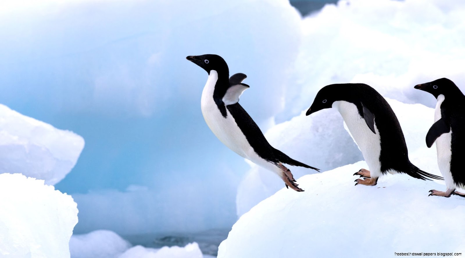 Adelie Penguin Antarctic Peninsula Adelie Penguin Antarctic Peninsula